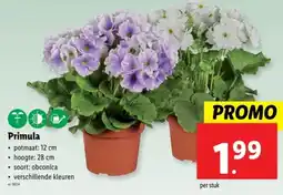 Lidl Primula aanbieding