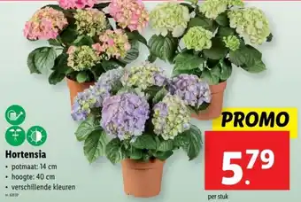 Lidl Hortensia aanbieding