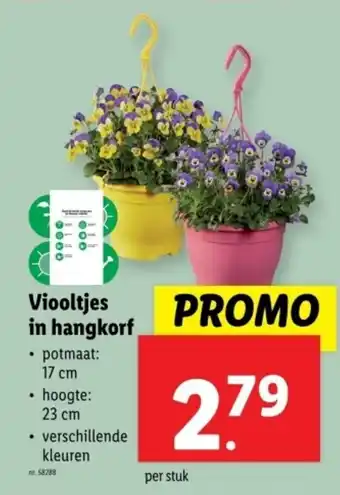 Lidl Viooltjes in hangkorf aanbieding