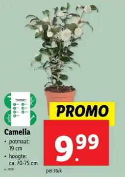 Lidl Camelia aanbieding