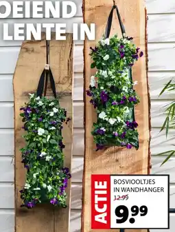 Intratuin Bosviooltjes in wandhanger aanbieding