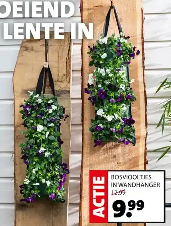 Intratuin Bosviooltjes in wandhanger aanbieding