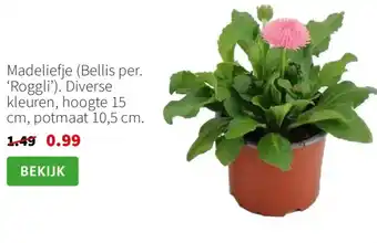 Intratuin Madeliefje (Bellis per. 'Roggli') aanbieding