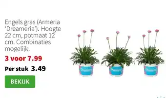 Intratuin Engels gras (Armeria 'Dreameria') aanbieding