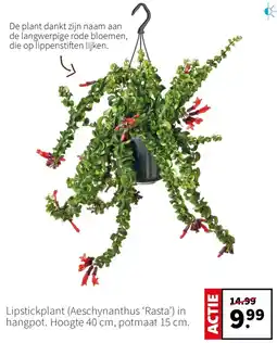 Intratuin Lipstickplant (Aeschynanthus 'Rasta') in hangpot aanbieding