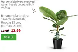 Intratuin Bananenplant (Musa 'Dwarf Cavendish') aanbieding