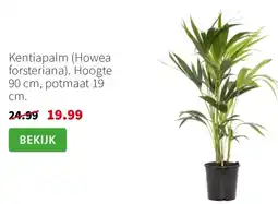 Intratuin Kentiapalm (Howea forsteriana) aanbieding