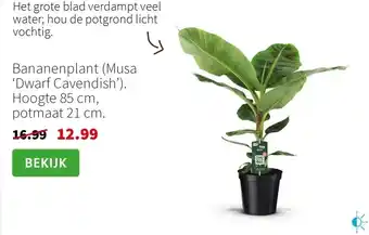 Intratuin Het grote blad verdampt veel water aanbieding