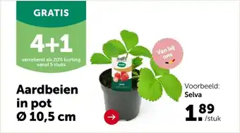 AVEVE Aardbeien in pot aanbieding