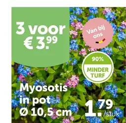 AVEVE Myosotis in pot aanbieding