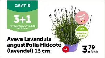 AVEVE Aveve Lavandula angustifolia Hidcote (lavendel) 13 cm aanbieding