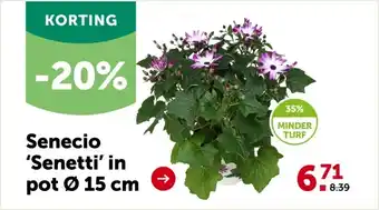 AVEVE Senecio 'Senetti' in pot Ø 15 cm aanbieding