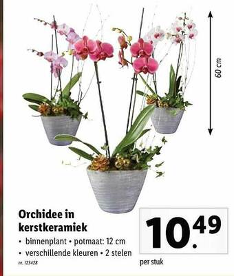 Lidl Orchidee In Kerstkeramiek aanbieding