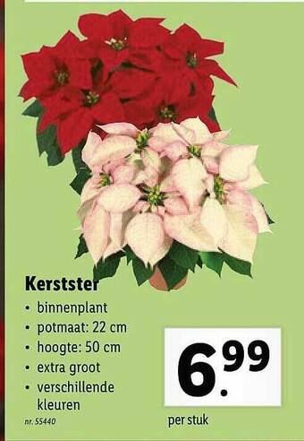 Lidl Kerstster aanbieding