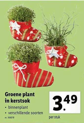 Lidl Groene Plant In Kerstsok aanbieding