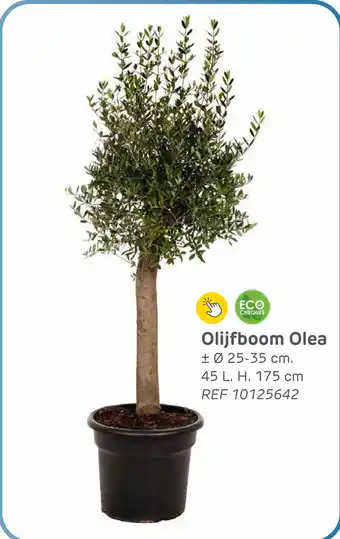 Brico Olijfboom olea aanbieding