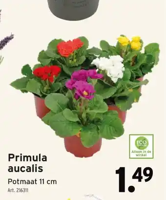 GAMMA Primula aucalis aanbieding