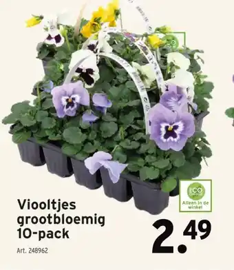 GAMMA Viooltjes grootbloemig 10-pack aanbieding