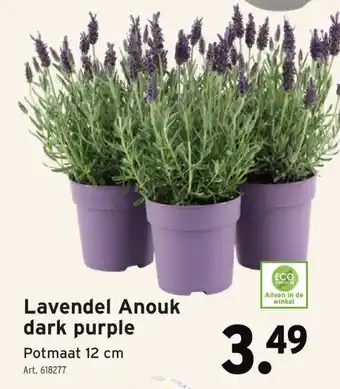 GAMMA Lavendel Anouk dark purple aanbieding