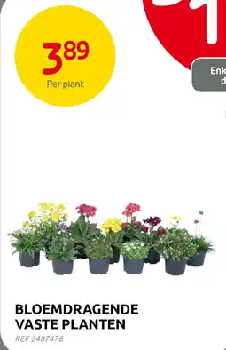 Brico BLOEMDRAGENDE VASTE PLANTEN aanbieding