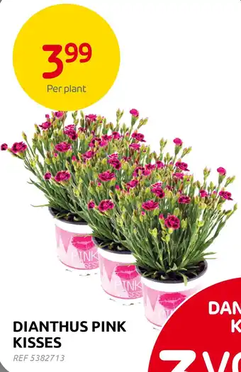 Brico DIANTHUS PINK KISSES aanbieding