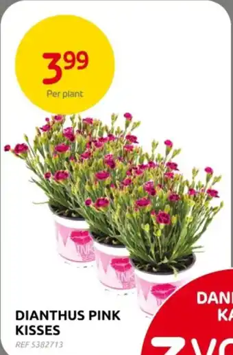 Brico Dianthus Pink Kisses aanbieding