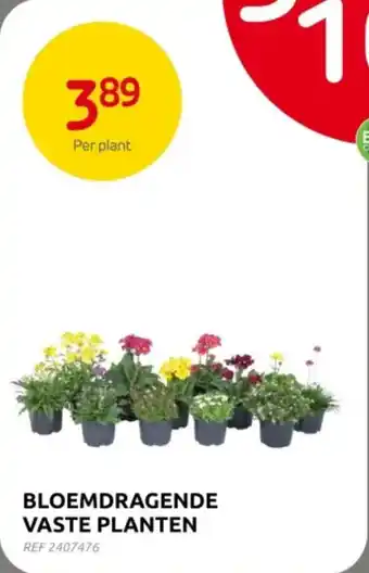 Brico Bloemdragende Vaste Planten aanbieding