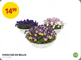 Brico Viooltjes en Bellis aanbieding