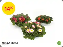 Brico Primula Acaulis aanbieding