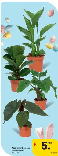 Carrefour Assortiment groene planten in pot aanbieding