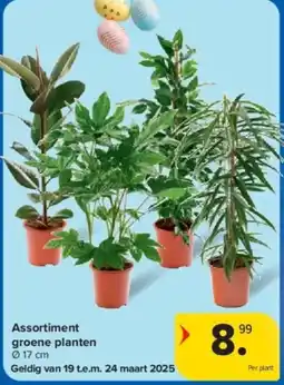 Carrefour Assortiment groene planten aanbieding