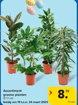 Carrefour Assortiment groene planten aanbieding