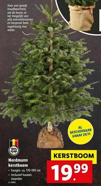 Nordmann kerstboom