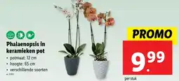 Lidl Phalaenopsis in keramieken pot potmaat: 12 cm aanbieding