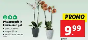 Lidl Phalaenopsis in keramieken pot potmaat: 12 cm aanbieding