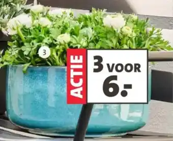 Intratuin Ranonkel aanbieding