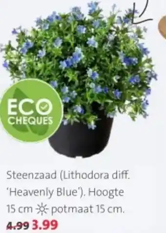 Intratuin Steenzaad aanbieding