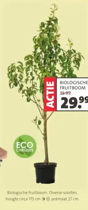 Intratuin Biologische fruitboom aanbieding