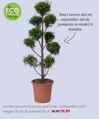 Intratuin Conifeer pompon aanbieding