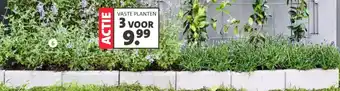 Intratuin Geurende vaste planten aanbieding