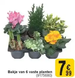 Cora Bakje van 6 vaste planten aanbieding