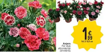 Cora Anjers aanbieding