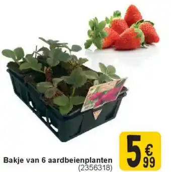 Cora Bakje van 6 aardbeienplanten aanbieding