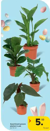 Carrefour Market Assortiment groene planten in pot aanbieding