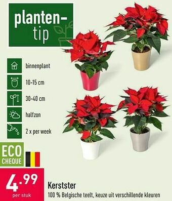 Kerstster