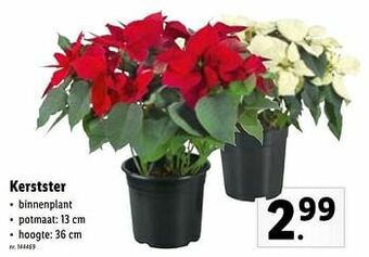 Lidl Kerstster aanbieding