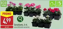 ALDI Geraniums aanbieding