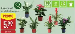 ALDI Kamerplant aanbieding