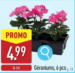 ALDI Géraniums aanbieding