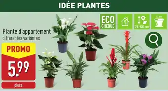 ALDI Plante d'appartement aanbieding